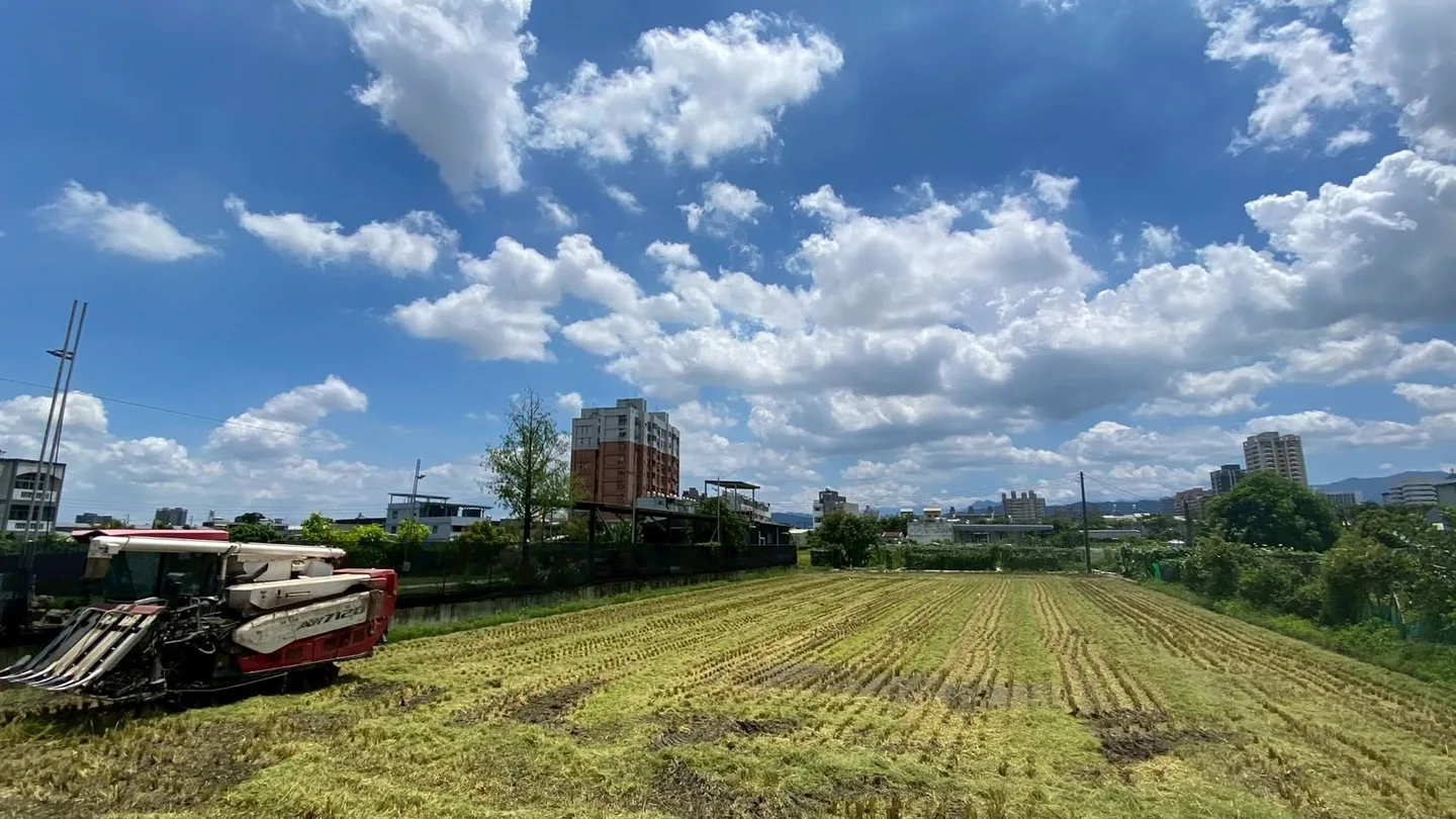 作伙割稻趣照片 2